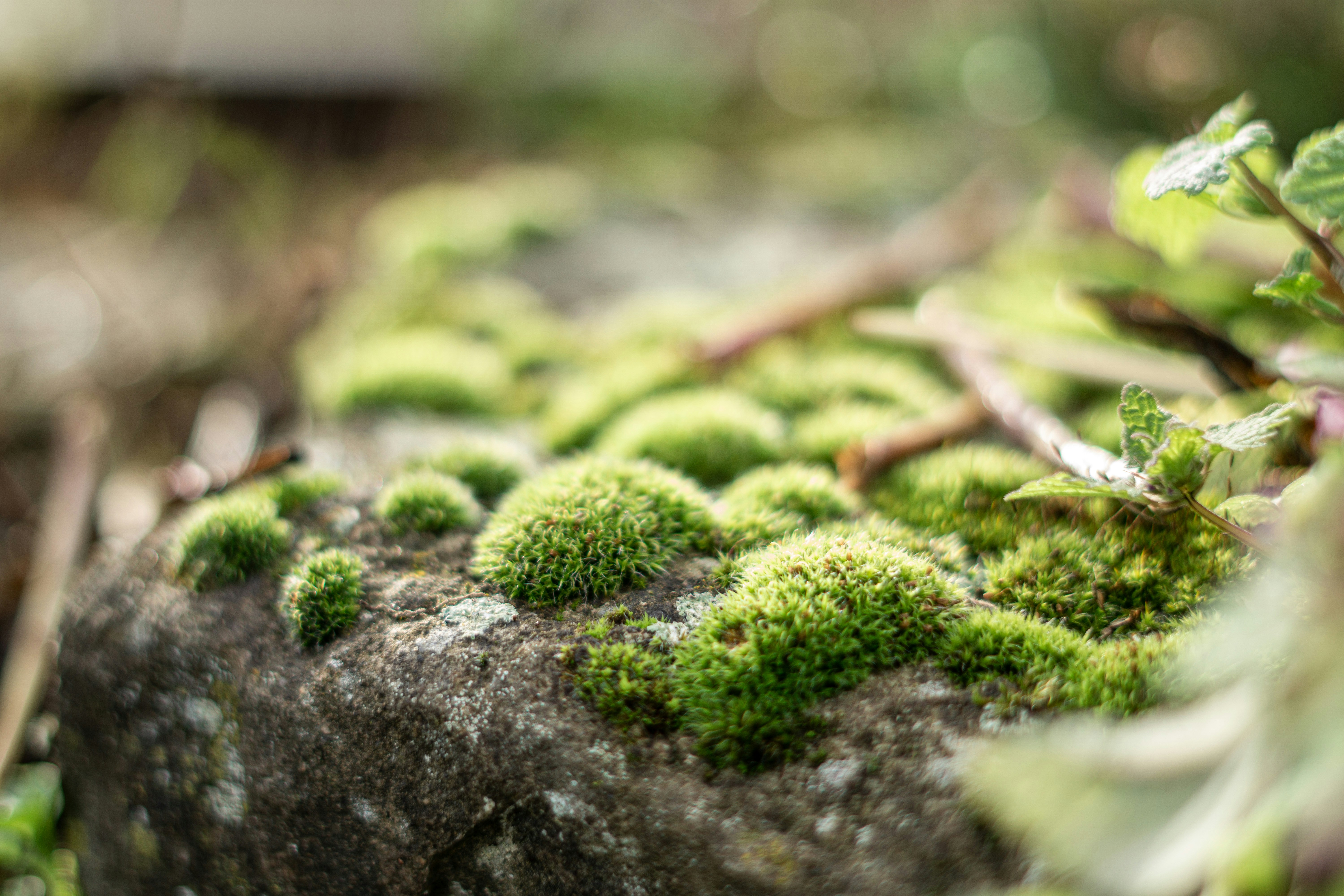 Photo by fanjatastisch