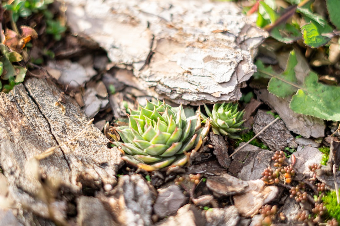 green plant on brown and black rock