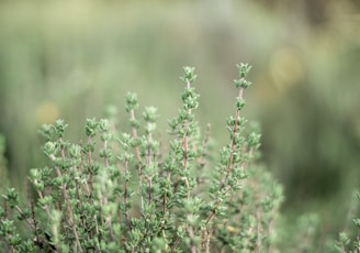 pink flowers in tilt shift lens