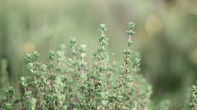 pink flowers in tilt shift lens