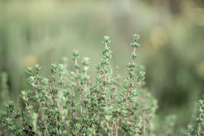 Close-up of fresh thyme leaves glistening with dew.