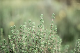 A close-up view of green thyme plants with small leaves on slender stems, against a softly blurred natural background.