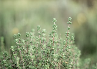 pink flowers in tilt shift lens