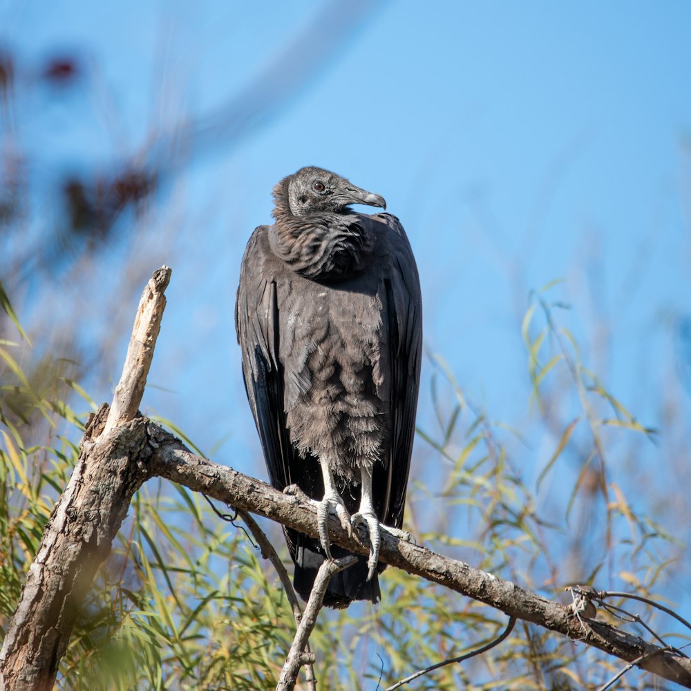 black and white eagle on brown tree branch during daytime