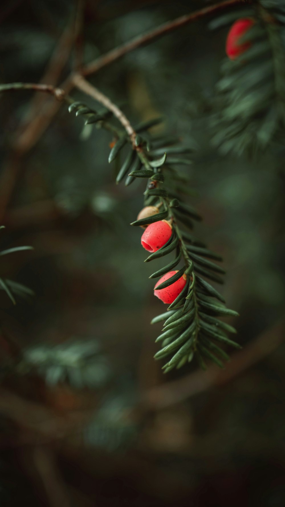 rote runde Frucht auf grünem Baum