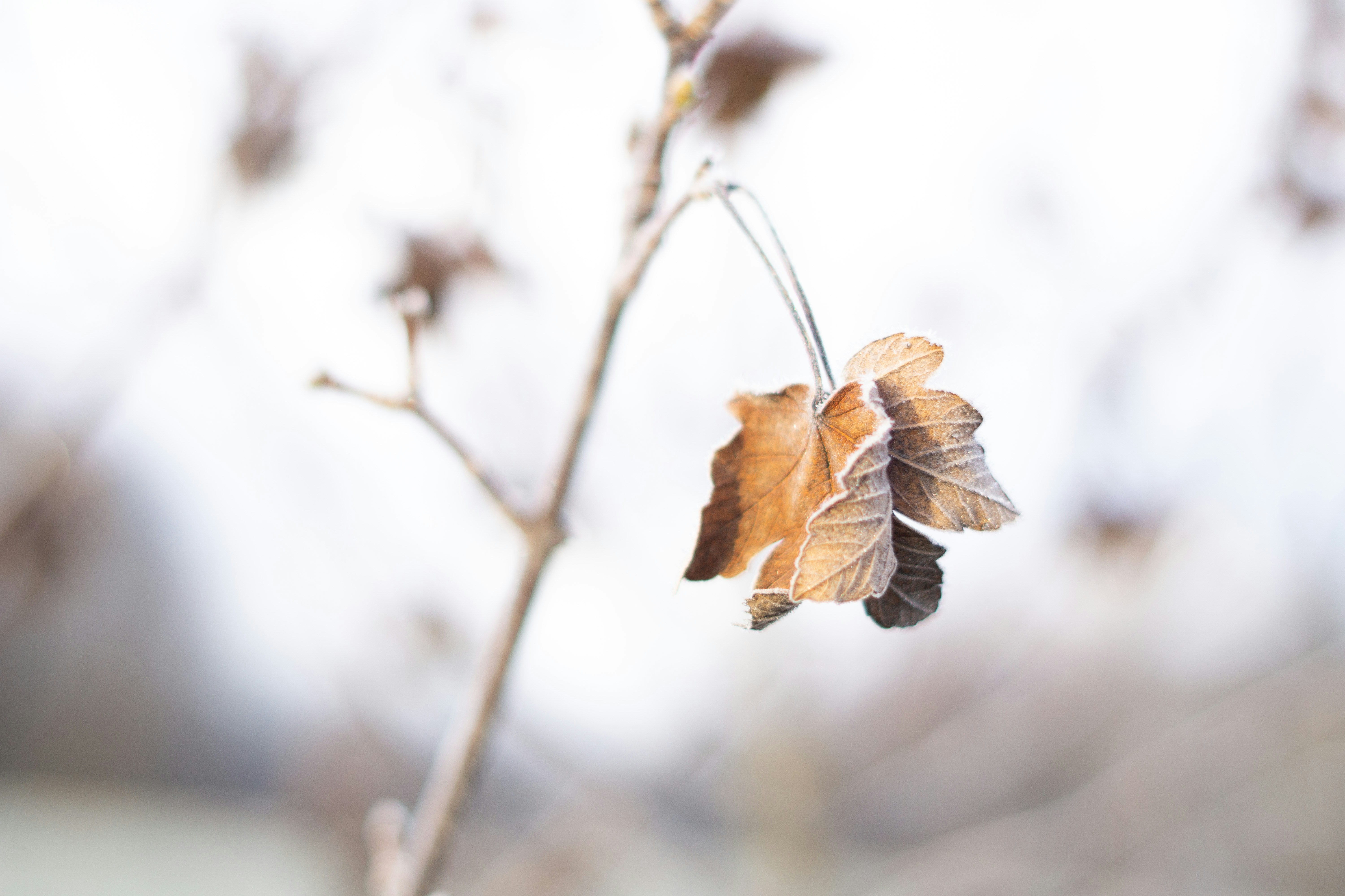 Photo by fanjatastisch