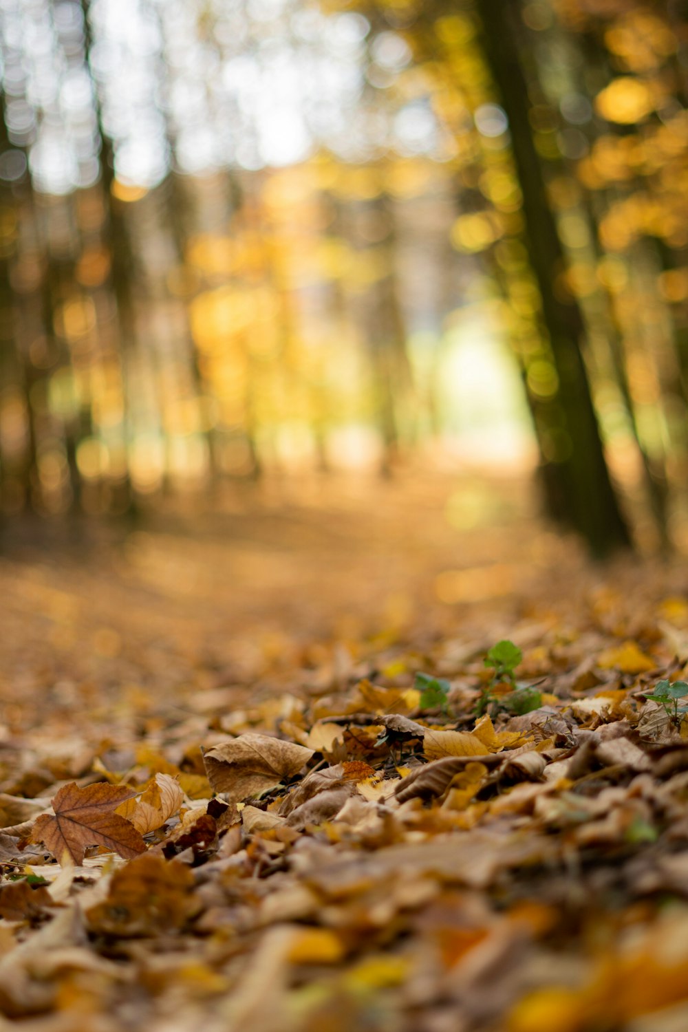 brown dried leaves on ground during daytime