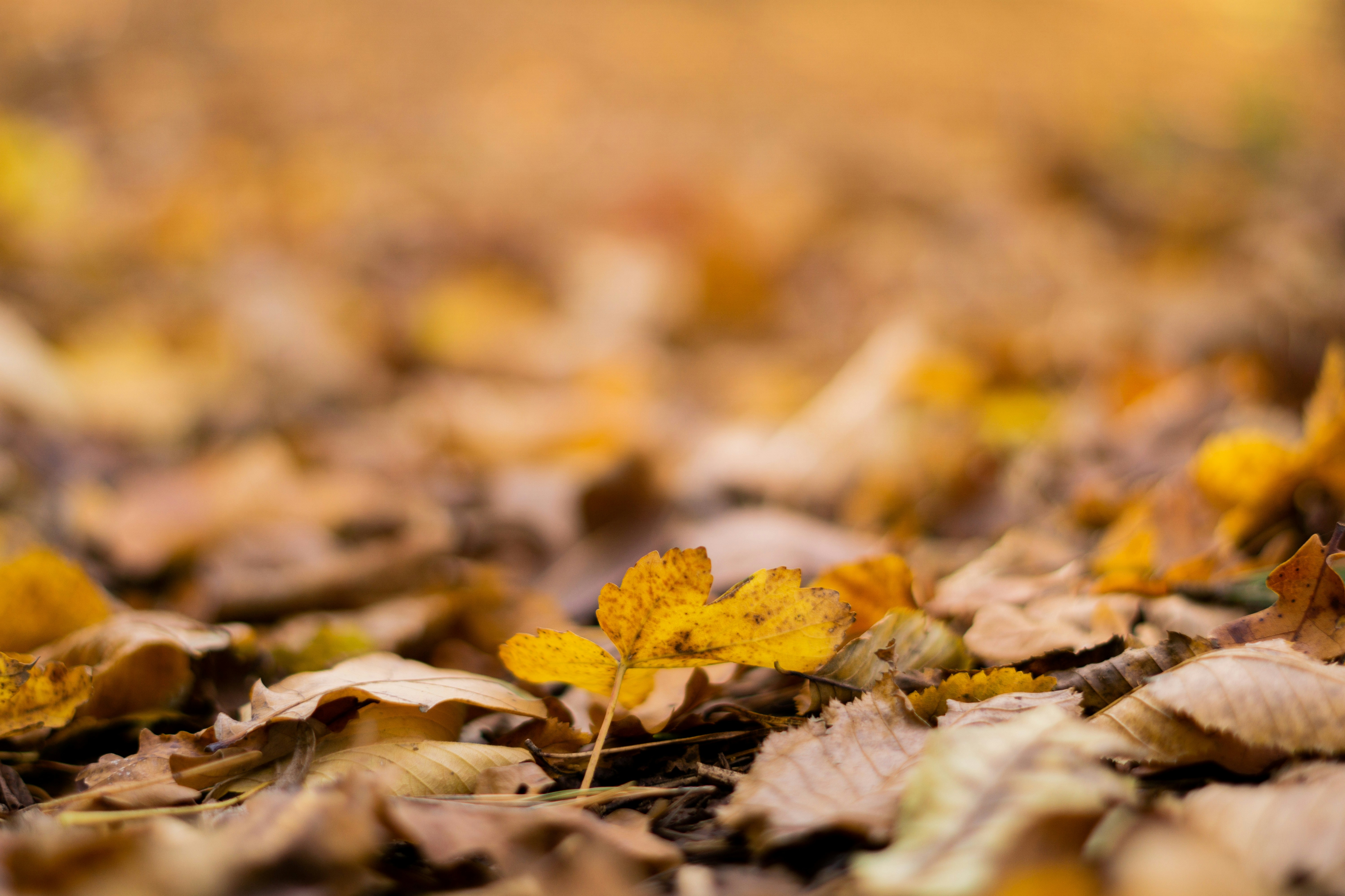 Photo by fanjatastisch