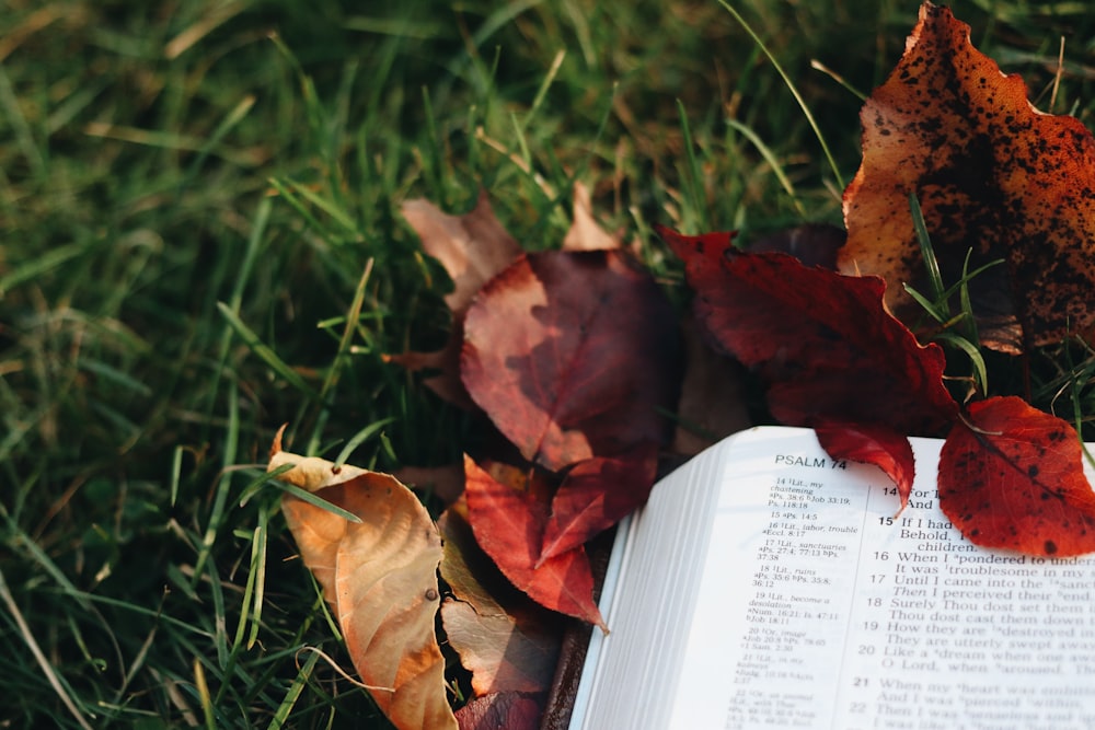 white book page on green grass