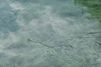 A snake swimming gracefully in clear water, highlighting its natural habitat.