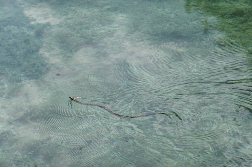 A snake swimming gracefully in clear water, highlighting its natural habitat.