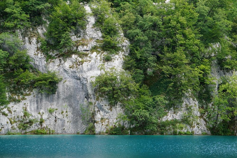 white and green trees beside body of water during daytime