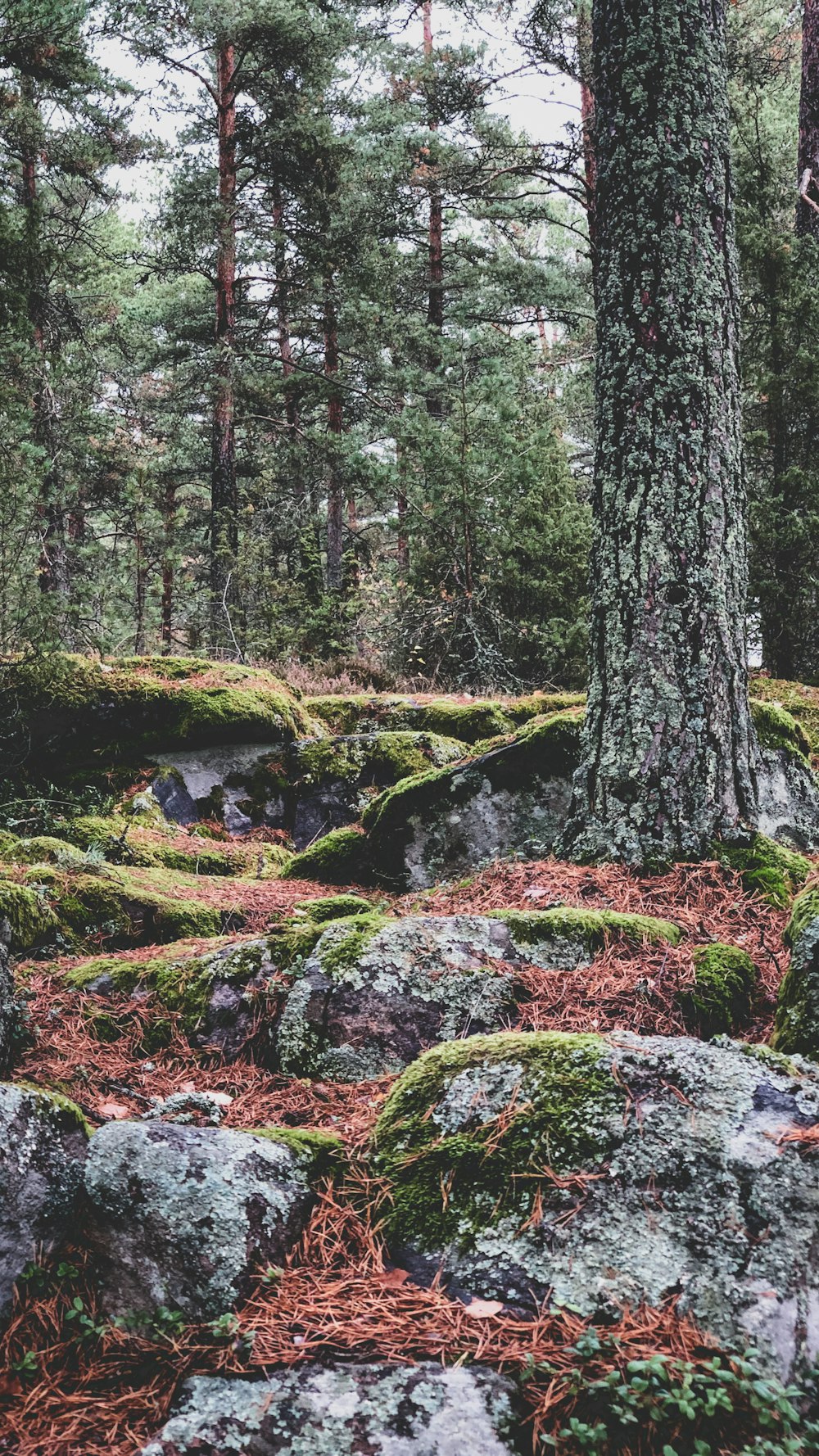 green moss on brown tree trunk