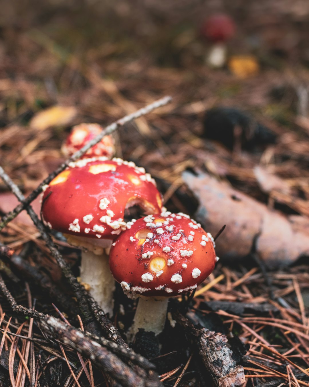 red and white mushroom in close up photography