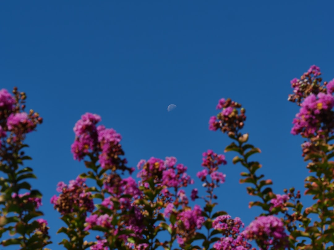 pink flowers under blue sky during daytime