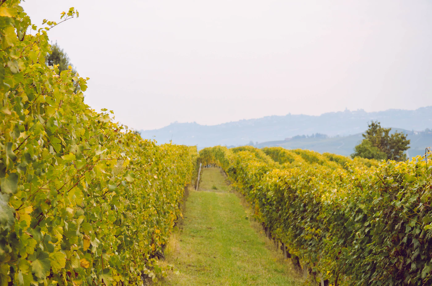 Rows of autumn vines in the Langhe with hills beyond