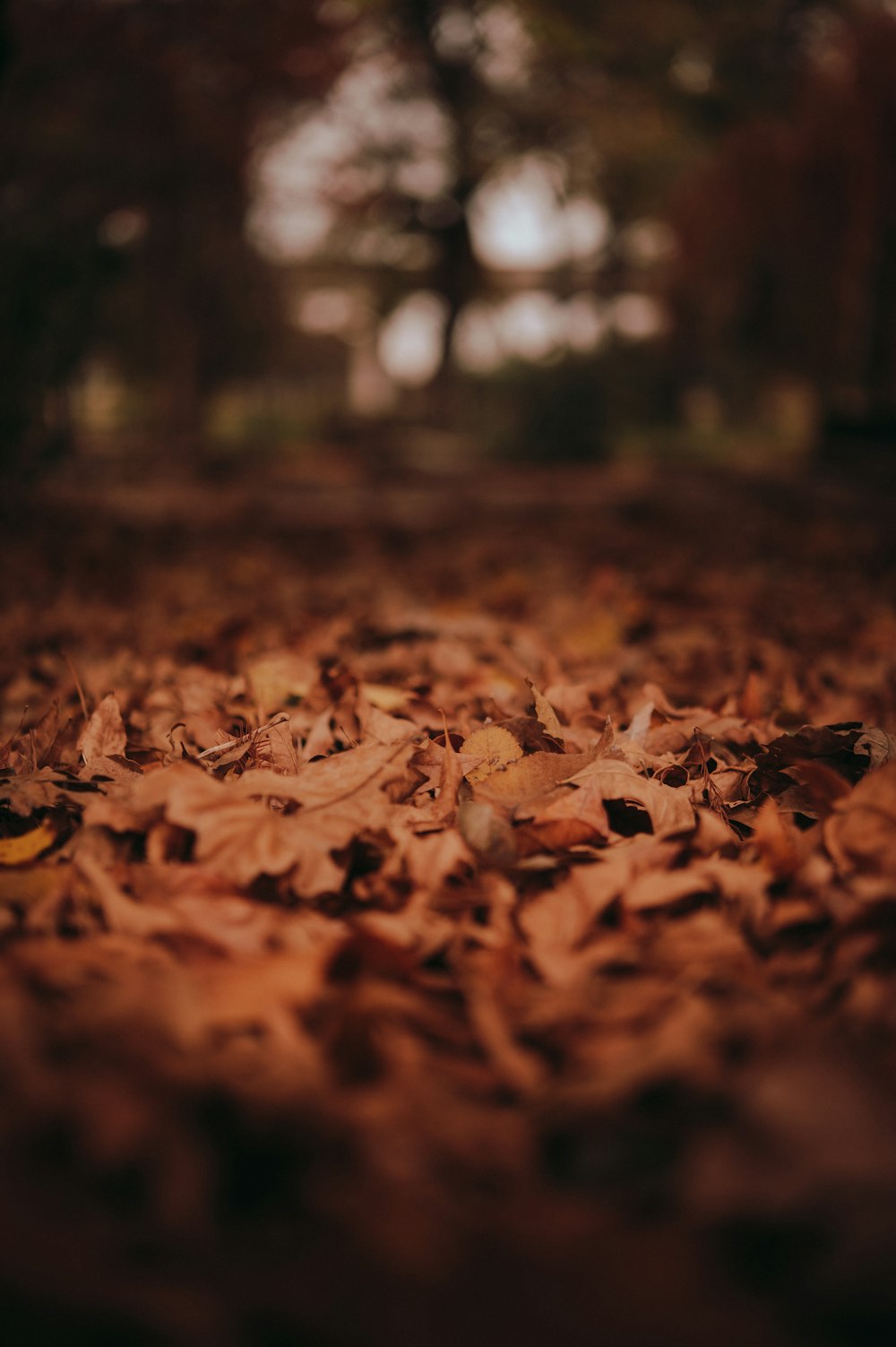 brown dried leaves on ground