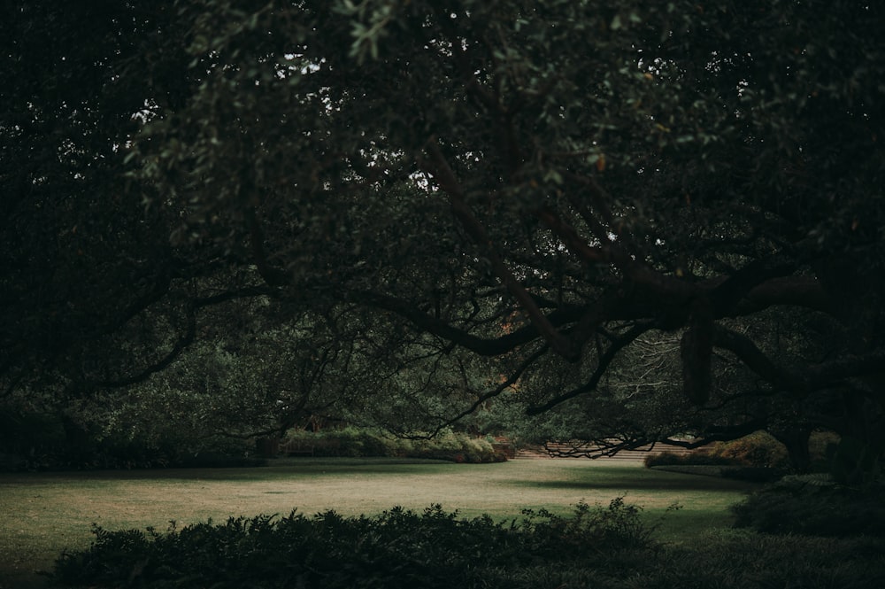 green trees near body of water during daytime