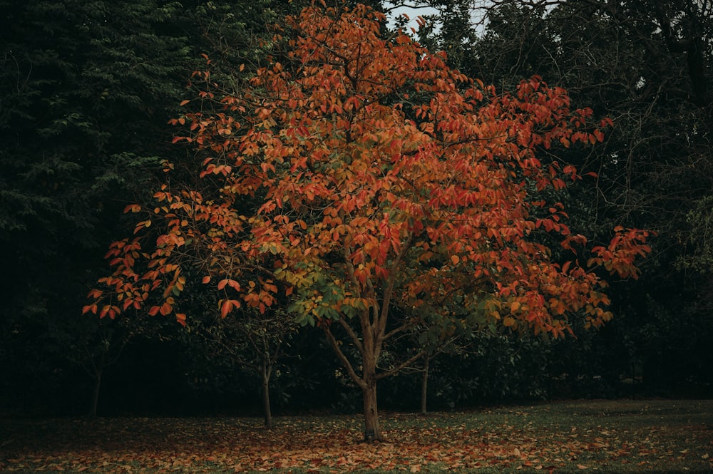 red leaf tree during daytime