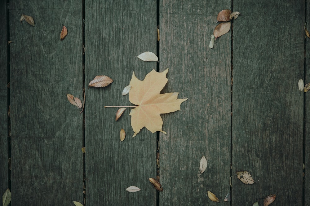 yellow maple leaf on brown wooden surface