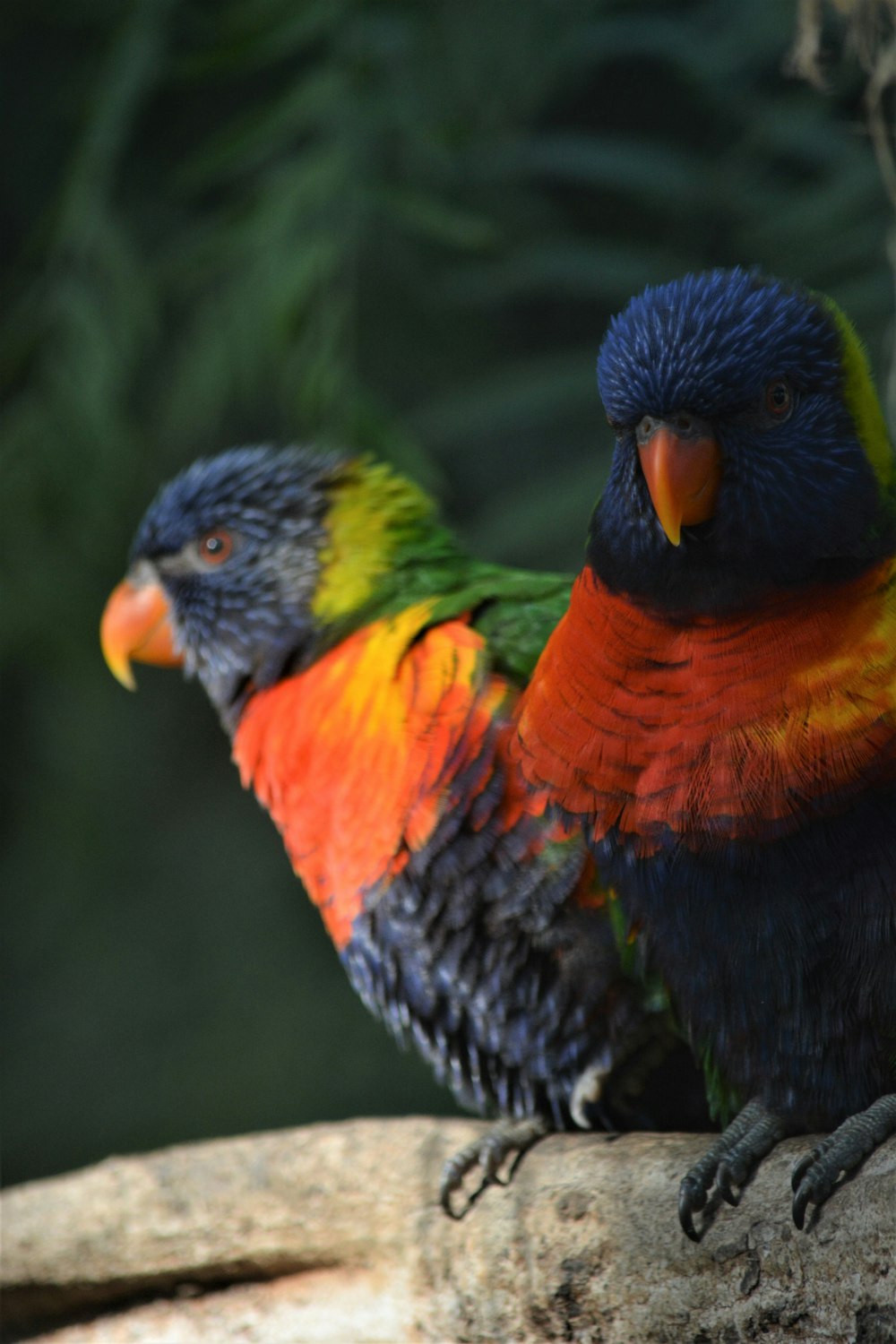 orange green and blue bird