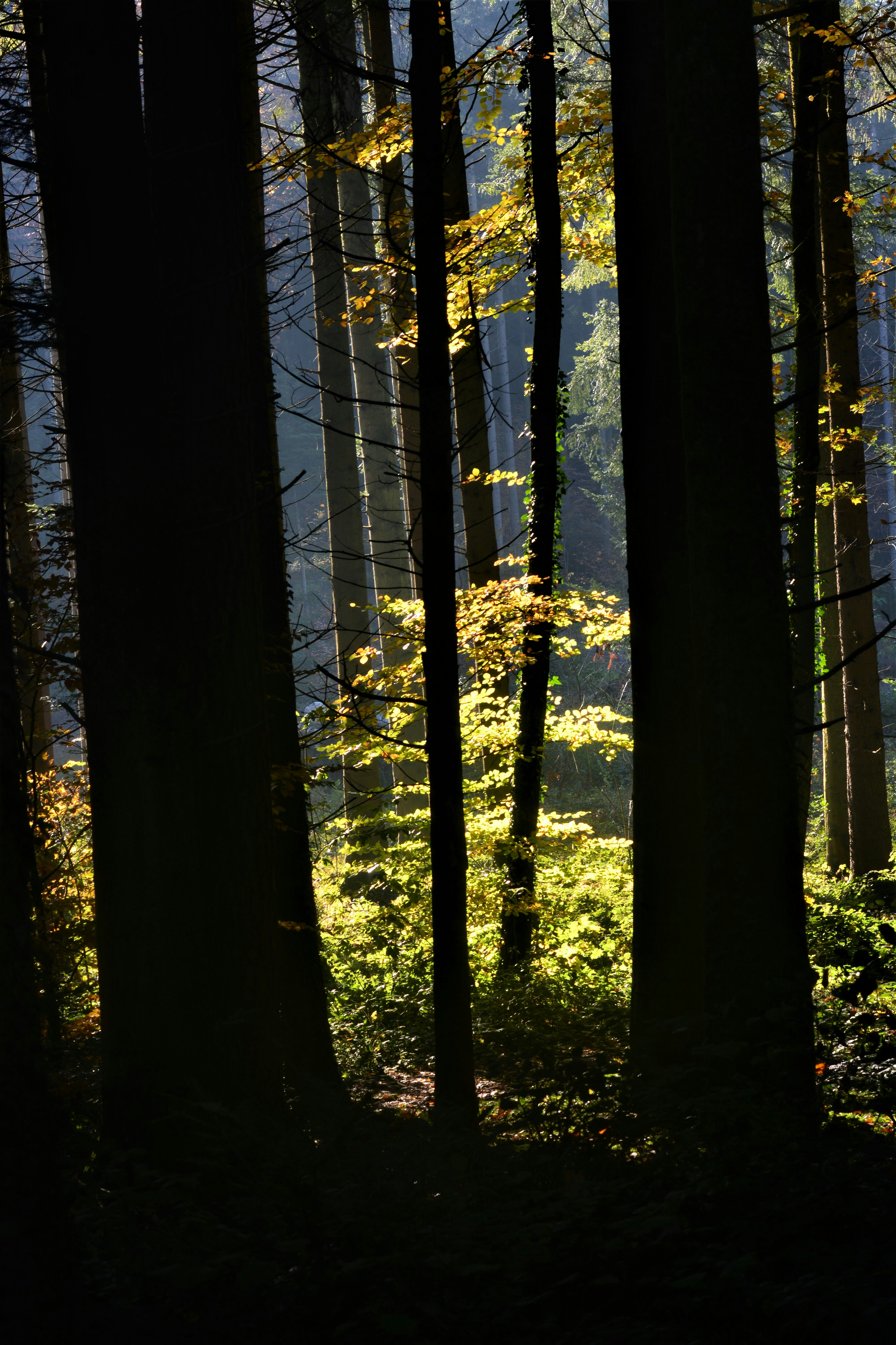 Photo by pedrino5_official