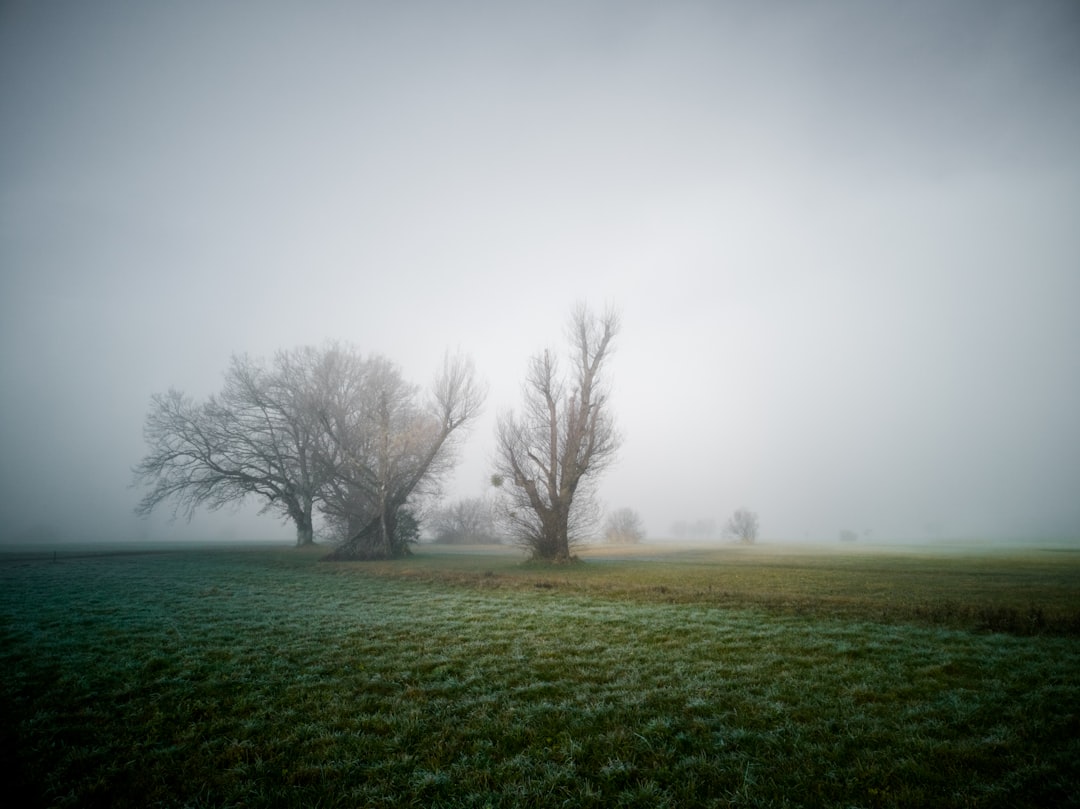 leafless tree on green grass field under white sky during daytime