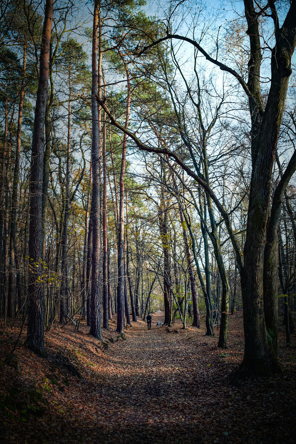 brown trees on brown soil