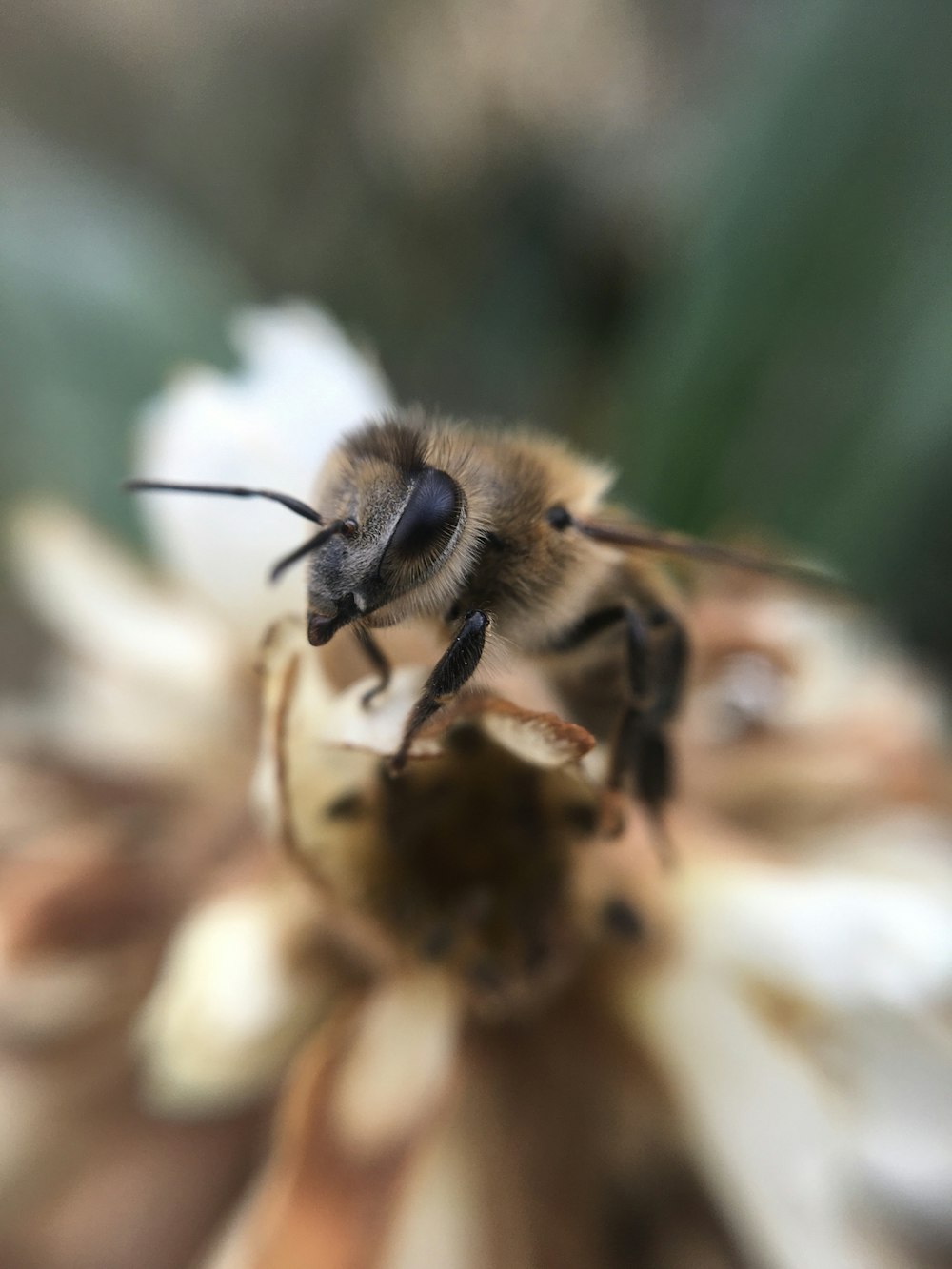 black and yellow bee on white flower