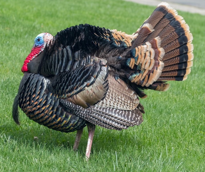 World's Most Expensive Turkeys for Thanksgiving