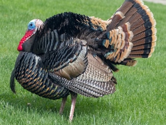 brown and black turkey on green grass field during daytime