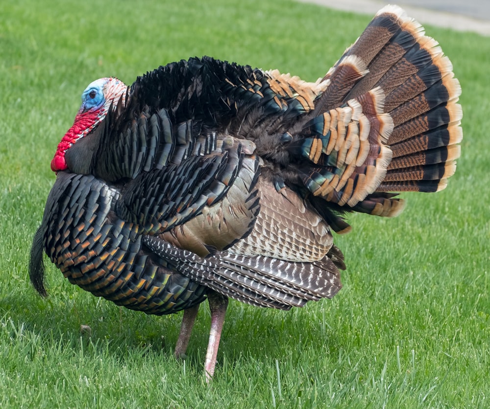 brown and black turkey on green grass field during daytime