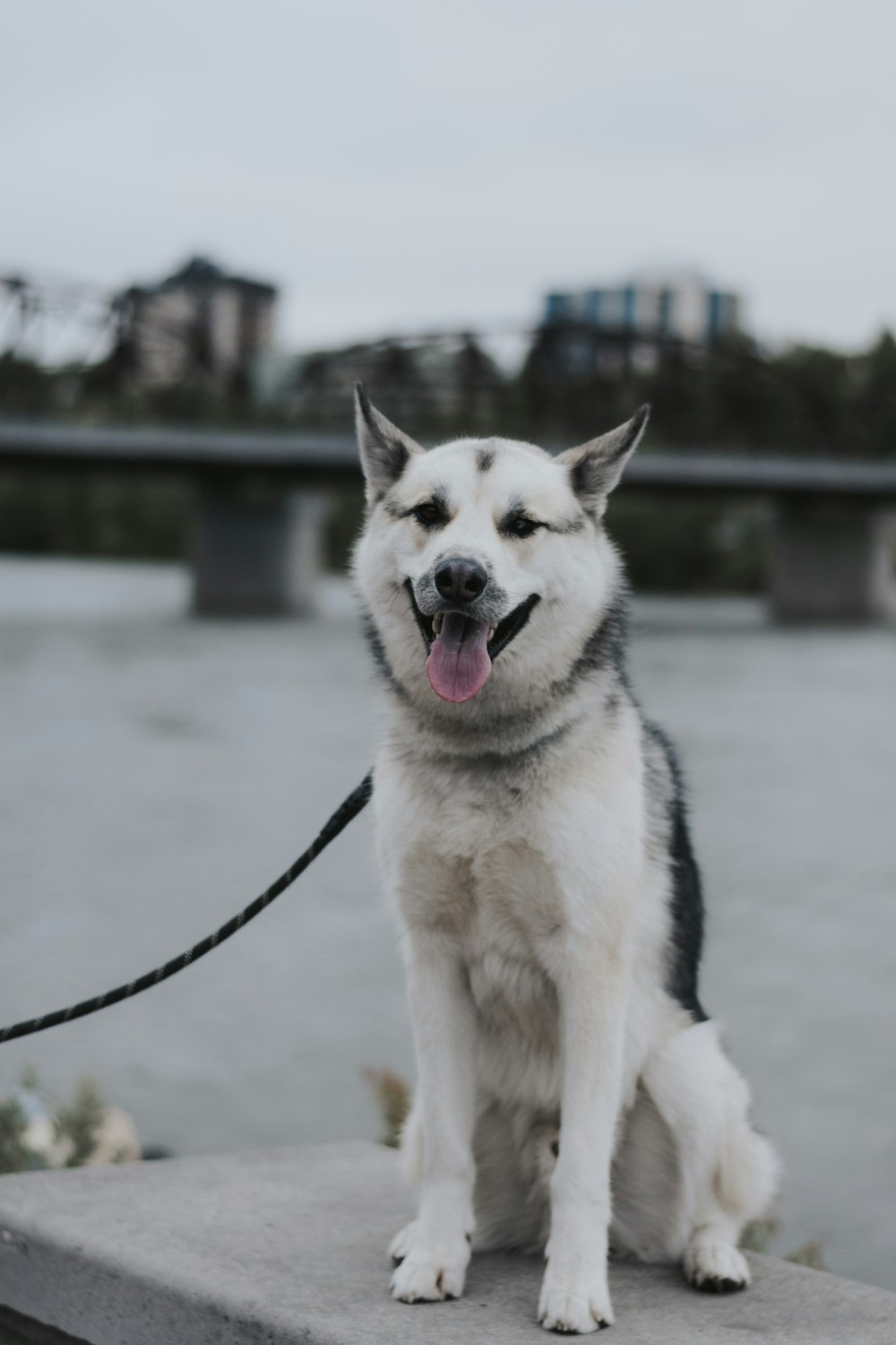 white and black siberian husky