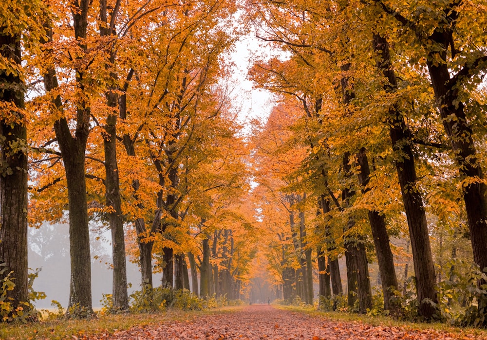 brown trees on green grass field during daytime