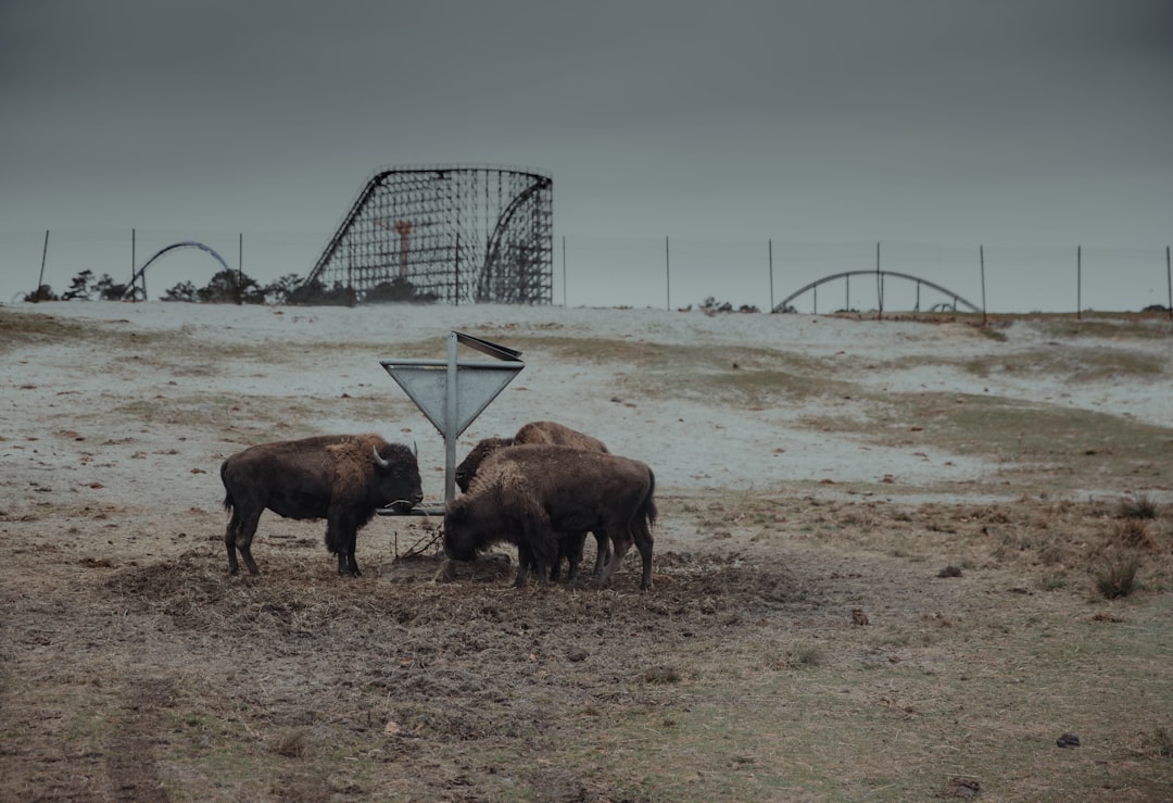 brown bison on brown field during daytime