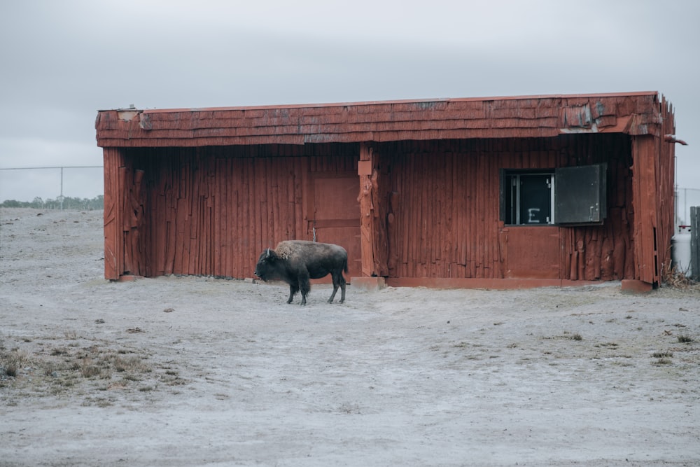 black cow on snow covered ground during daytime