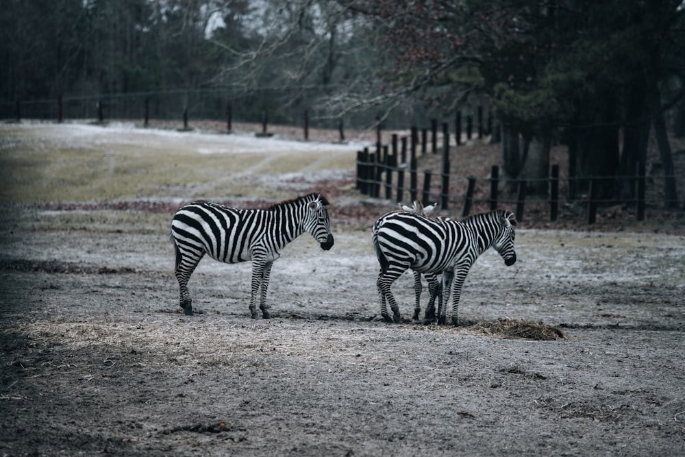 zebra walking on dirt road near trees during daytime