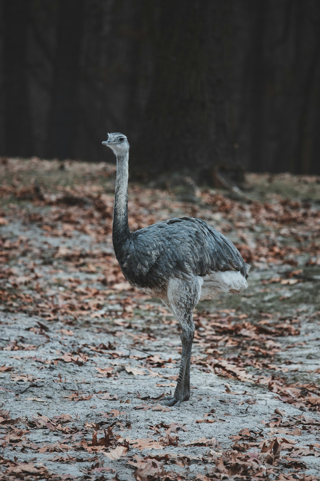 black and white ostrich walking on brown dried leaves during daytime