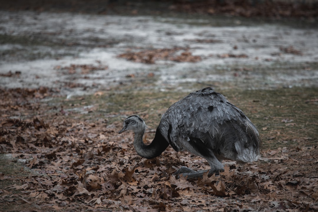 black and white ostrich walking on brown dried leaves on water during daytime