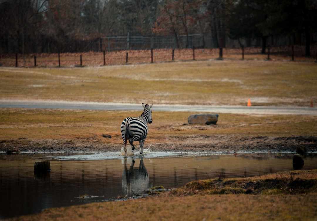 zebra walking on brown field during daytime