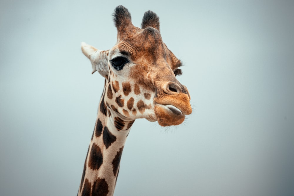 brown giraffe head in close up photography