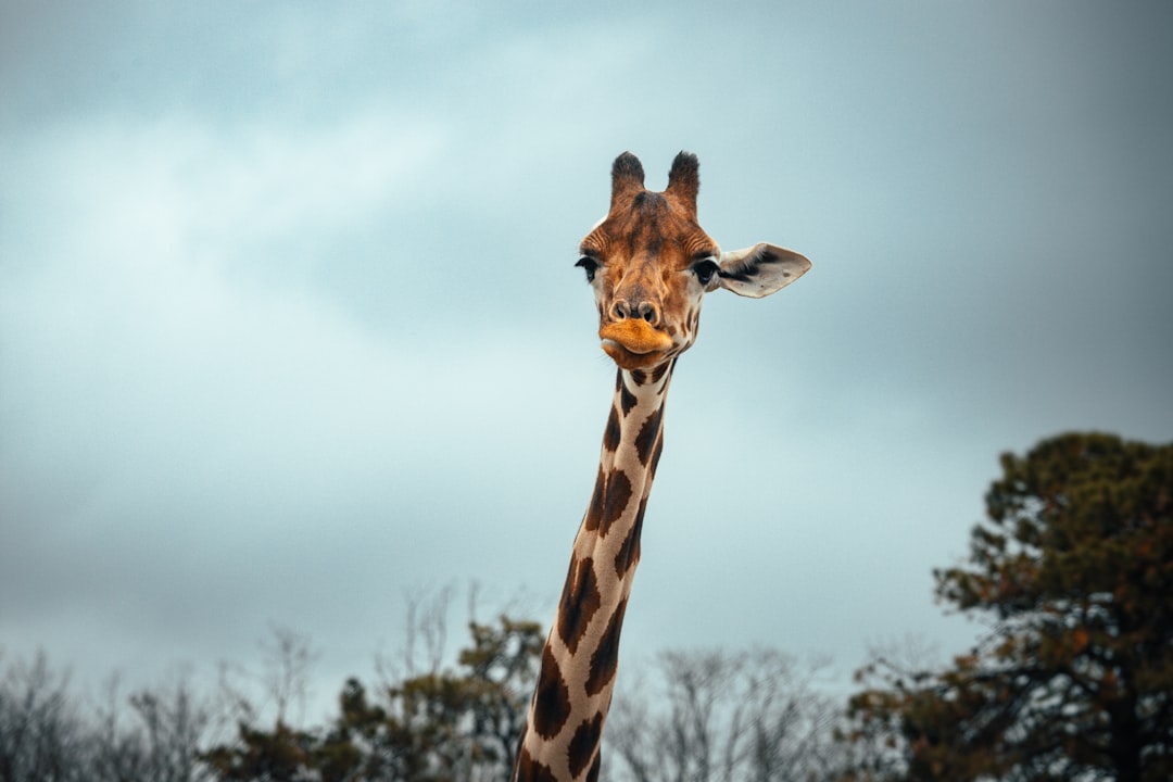 brown giraffe under blue sky during daytime