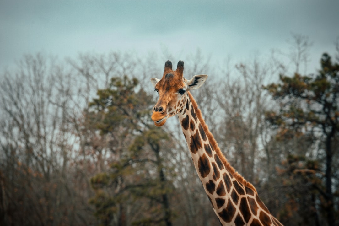 brown giraffe standing near bare trees during daytime