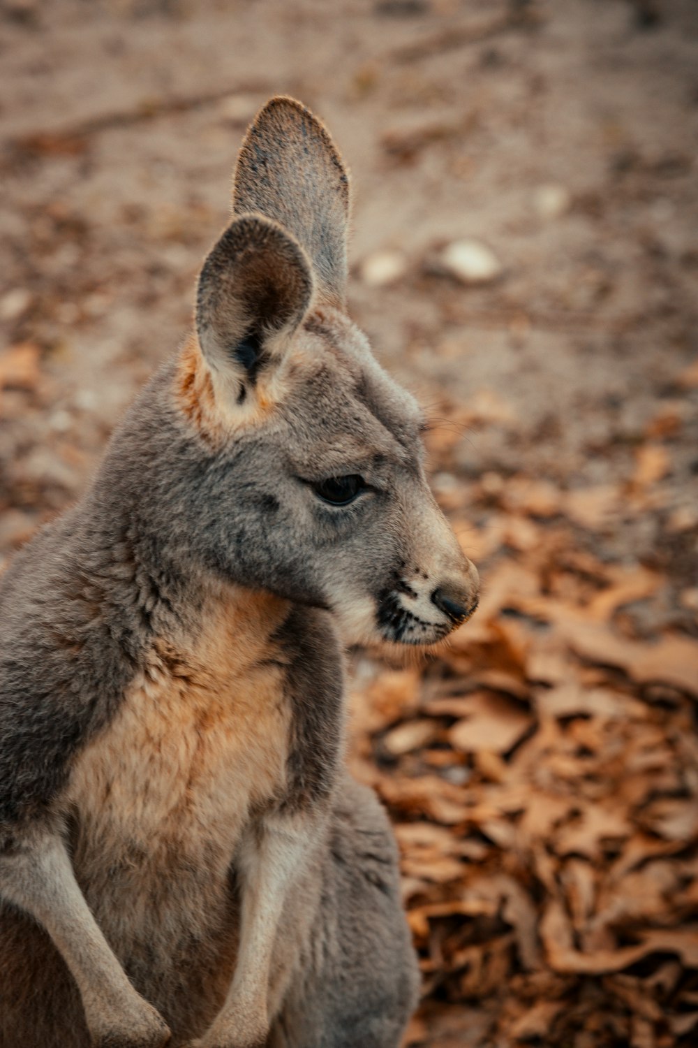 brown kangaroo in tilt shift lens