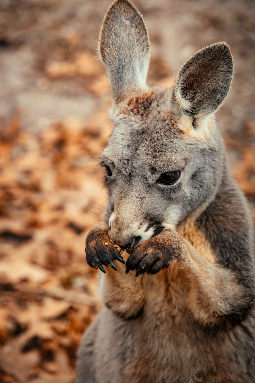 brown and white kangaroo on brown ground during daytime