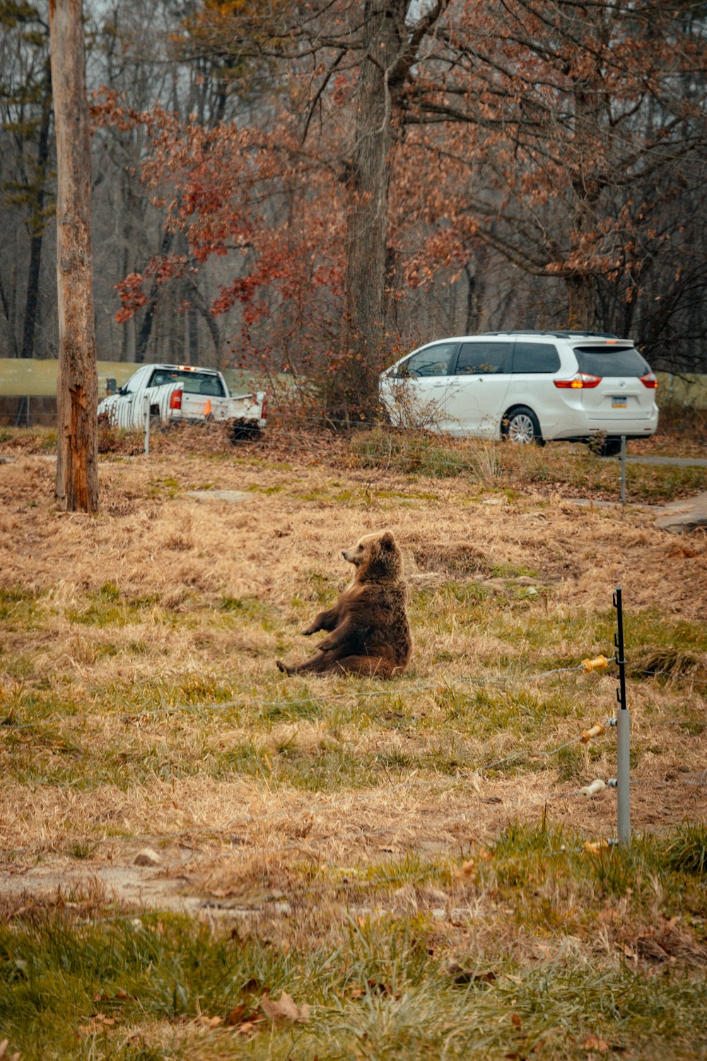 León marrón en el campo de hierba marrón cerca del coche blanco durante el día