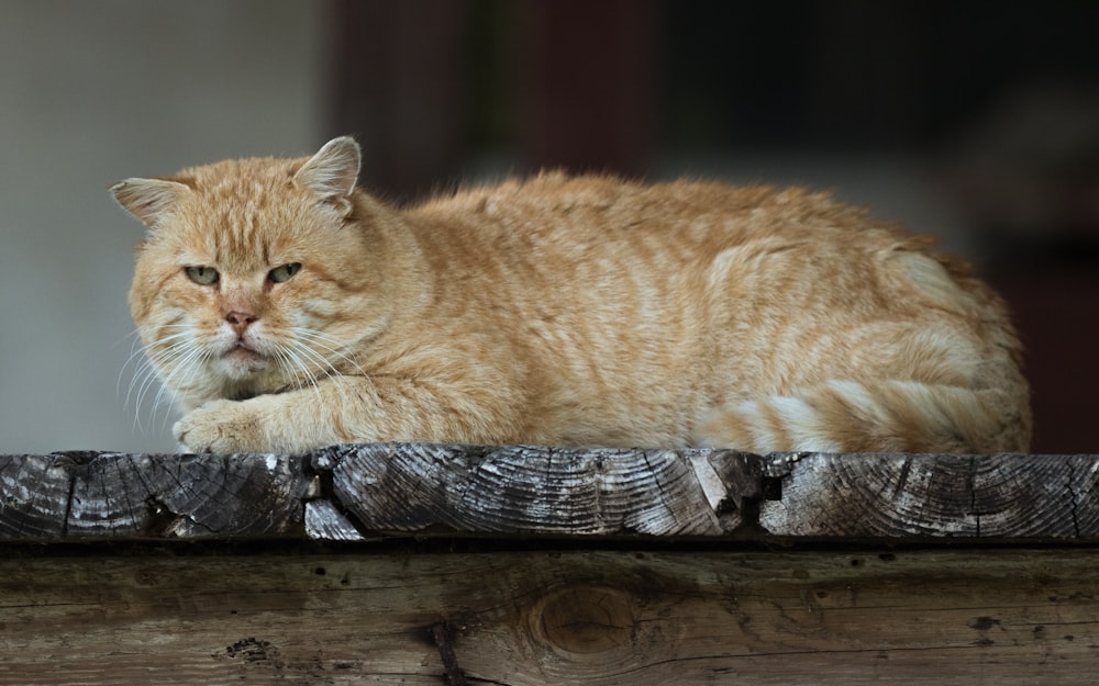 orange tabby cat lying on brown wooden plank