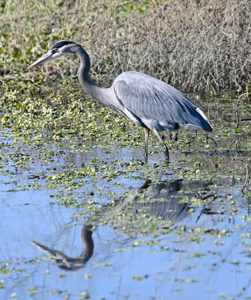 grey heron on water during daytime