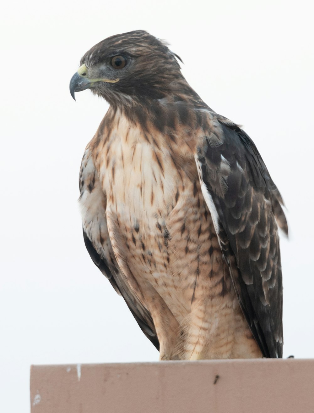 brown and white eagle flying