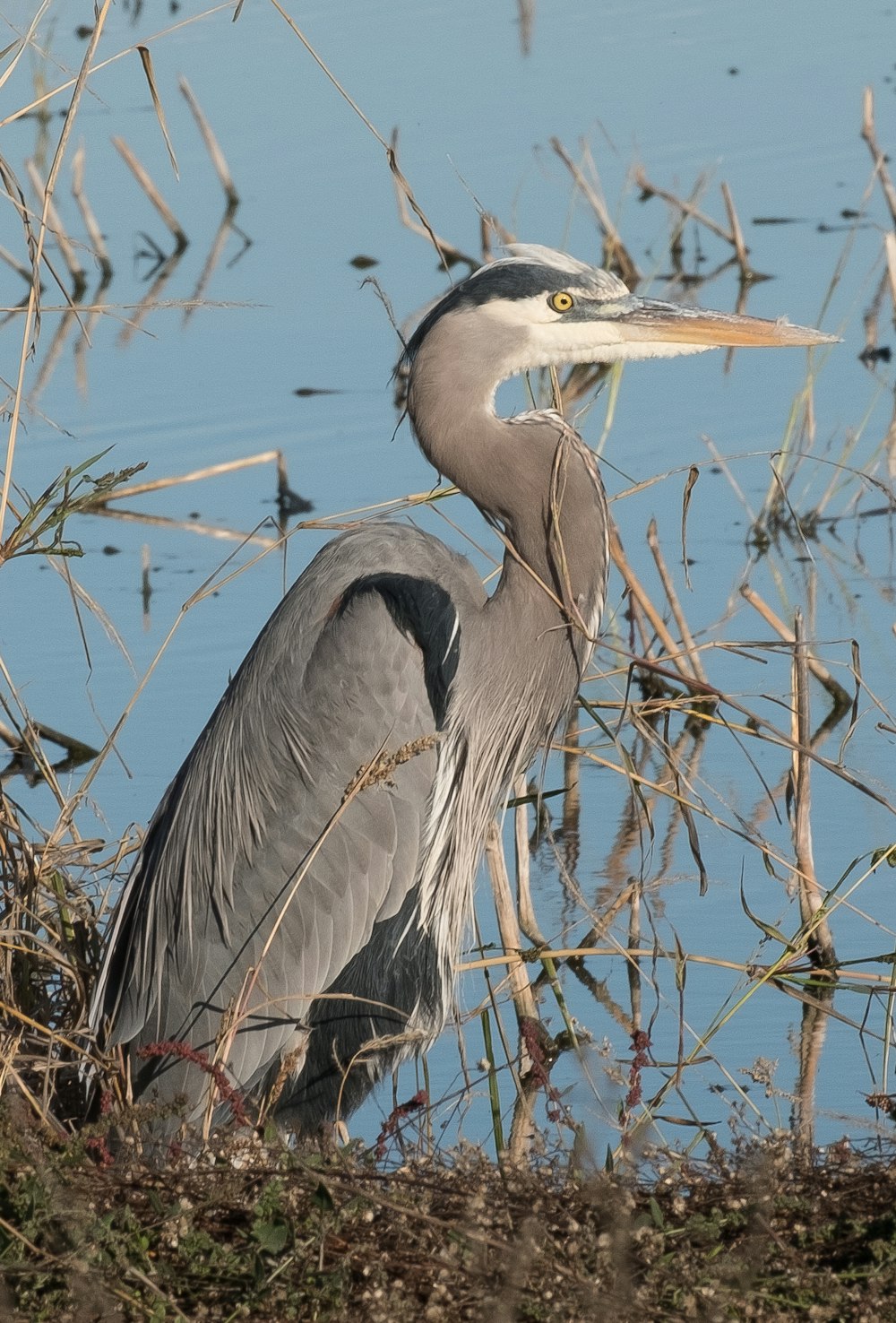 grey heron flying over the water during daytime